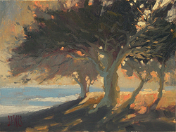 Coastal Cypress